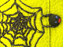 Spinnen und ihr Netzt (Naturstudie als Verschluss)